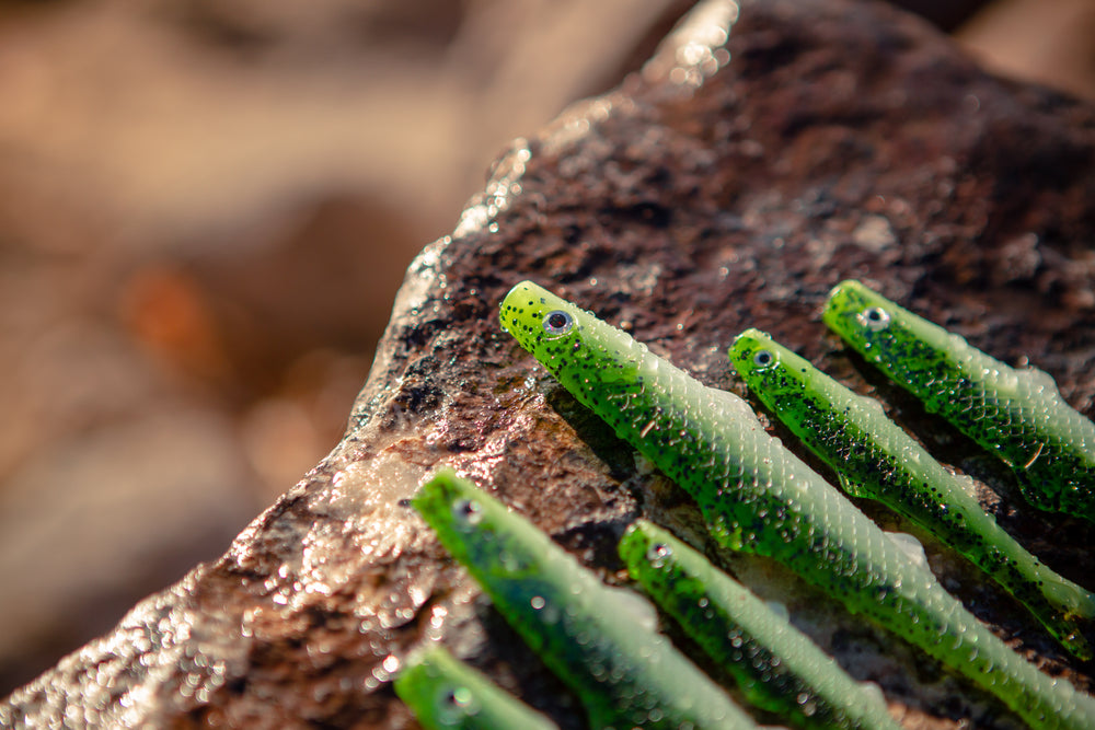Forage Green Minnows