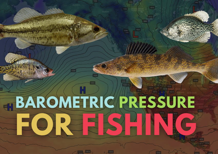 Importance of Barometric Pressure in the Bay – Banjo Minnow