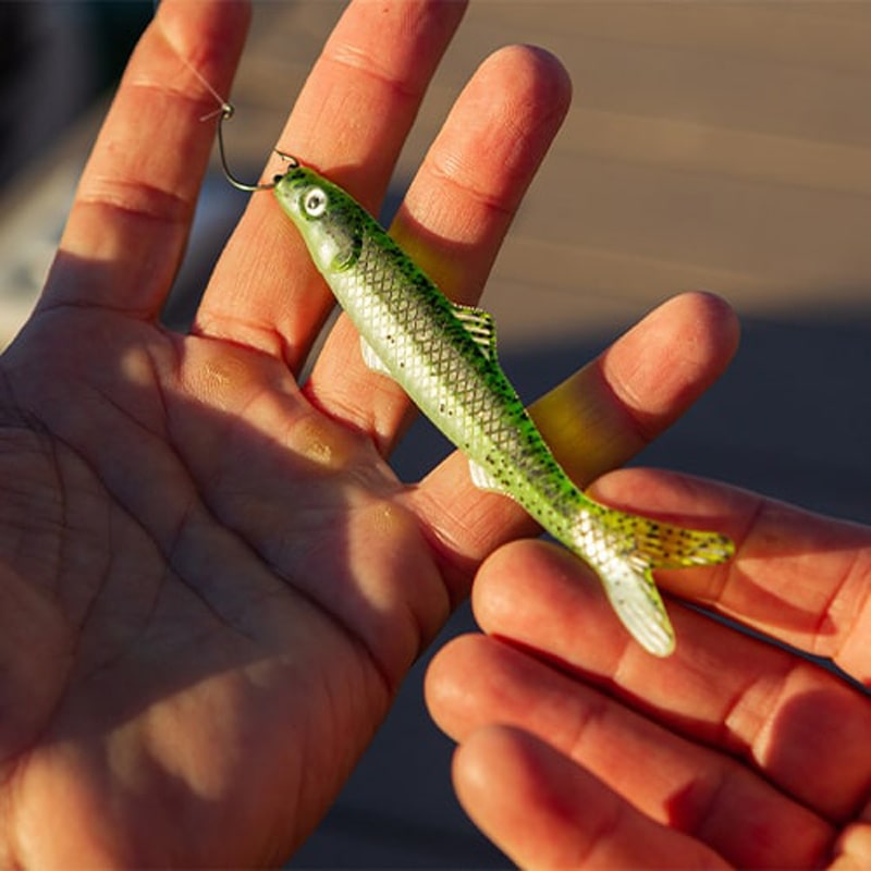 Forage Green Minnows Forage Green Minnows