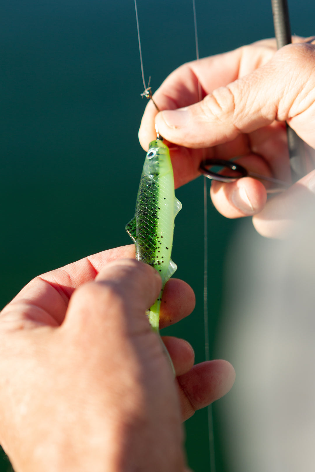 Forage Green Minnows